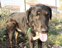 ARAMIS, Hund, Mischlingshund in Griechenland - Bild 4