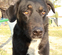ARAMIS, Hund, Mischlingshund in Griechenland - Bild 6