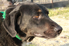 ARAMIS, Hund, Mischlingshund in Griechenland - Bild 7