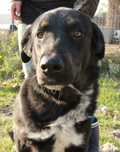 ARAMIS, Hund, Mischlingshund in Griechenland - Bild 8