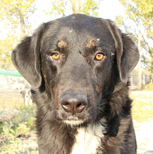 ARAMIS, Hund, Mischlingshund in Griechenland - Bild 9