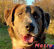 MACRO, Hund, Mischlingshund in Italien - Bild 1