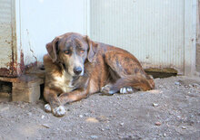 MACRO, Hund, Mischlingshund in Italien - Bild 15