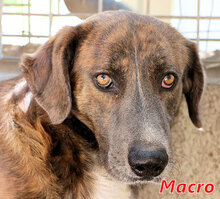 MACRO, Hund, Mischlingshund in Italien - Bild 16