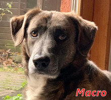 MACRO, Hund, Mischlingshund in Italien - Bild 4