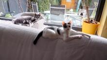 KLARA, Katze, Hauskatze in Fürth - Bild 1