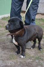 LALO, Hund, Mischlingshund in Ungarn - Bild 3