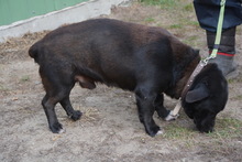 LALO, Hund, Mischlingshund in Ungarn - Bild 4