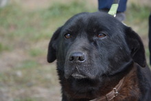 LALO, Hund, Mischlingshund in Ungarn - Bild 7