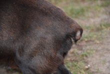 LALO, Hund, Mischlingshund in Ungarn - Bild 8