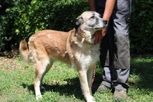 MATHA, Hund, Mischlingshund in Italien - Bild 2