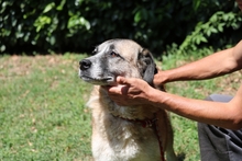 MATHA, Hund, Mischlingshund in Italien - Bild 3