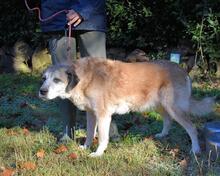 MATHA, Hund, Mischlingshund in Italien - Bild 8
