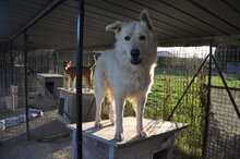 BERNARDO, Hund, Maremma Abruzzenhund in Italien - Bild 4
