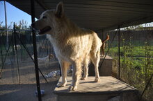 BERNARDO, Hund, Maremma Abruzzenhund in Italien - Bild 5