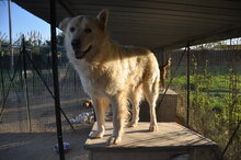 BERNARDO, Hund, Maremma Abruzzenhund in Italien - Bild 8