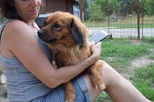 CRUISE, Hund, Mischlingshund in Vaterstetten - Bild 12