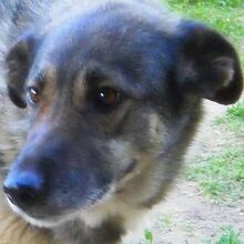 BELLA, Hund, Mischlingshund in Griechenland - Bild 1