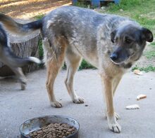 BELLA, Hund, Mischlingshund in Griechenland - Bild 3