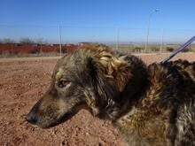 PUZZLE, Hund, Mischlingshund in Spanien - Bild 1