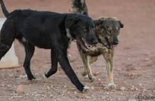 PUZZLE, Hund, Mischlingshund in Spanien - Bild 4