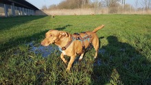 USCHI, Hund, Podenco Maneto in Wilhelmshaven - Bild 13