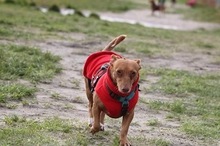 USCHI, Hund, Podenco Maneto in Wilhelmshaven - Bild 2