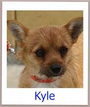 KYLE, Hund, Spitz-Terrier-Mix in Zypern - Bild 1