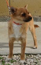 KYLE, Hund, Spitz-Terrier-Mix in Zypern - Bild 4