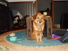 TONI, Hund, Mischlingshund in Basdahl - Bild 2
