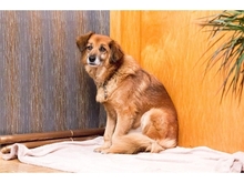 TONI, Hund, Mischlingshund in Basdahl - Bild 3
