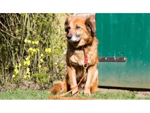 TONI, Hund, Mischlingshund in Basdahl - Bild 4