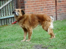 TONI, Hund, Mischlingshund in Basdahl - Bild 5