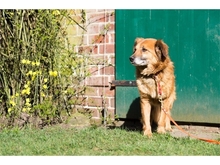 TONI, Hund, Mischlingshund in Basdahl - Bild 6