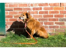 TONI, Hund, Mischlingshund in Basdahl - Bild 7