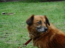 TONI, Hund, Mischlingshund in Basdahl - Bild 8