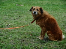 TONI, Hund, Mischlingshund in Basdahl - Bild 9