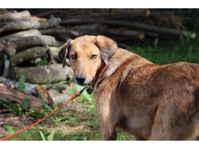 HAZEL, Hund, Mischlingshund in Gößweinstein - Bild 1