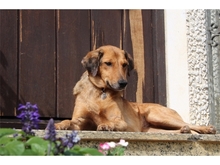 HAZEL, Hund, Mischlingshund in Gößweinstein - Bild 2