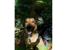 HAZEL, Hund, Mischlingshund in Gößweinstein - Bild 3