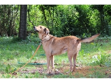 HAZEL, Hund, Mischlingshund in Gößweinstein - Bild 4
