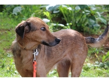 HAZEL, Hund, Mischlingshund in Gößweinstein - Bild 5