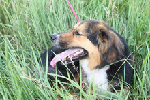 NIKI, Hund, Mischlingshund in Bulgarien - Bild 1