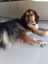 NIKI, Hund, Mischlingshund in Bulgarien - Bild 2