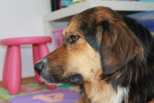 NIKI, Hund, Mischlingshund in Bulgarien - Bild 3
