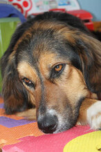 NIKI, Hund, Mischlingshund in Bulgarien - Bild 4