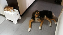 NIKI, Hund, Mischlingshund in Bulgarien - Bild 5
