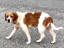 KETTY, Hund, Mischlingshund in Italien - Bild 4