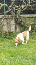 KETTY, Hund, Mischlingshund in Italien - Bild 7