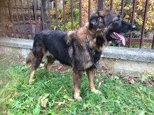BELLA, Hund, Mischlingshund in Ungarn - Bild 4